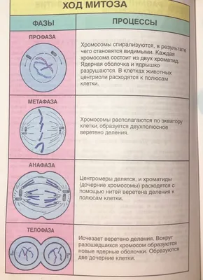 МИТОЗ И МЕЙОЗ - онлайн-пазл