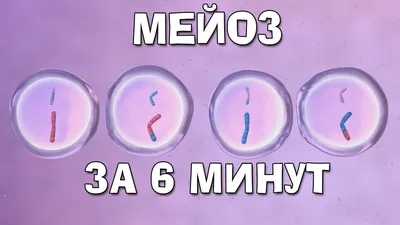 Мейоз - Умскул Учебник