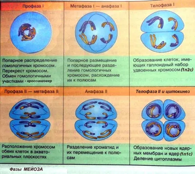 Фазы Мейоза — стоковая векторная графика и другие изображения на тему Мейоз  - Мейоз, Anaphase, Centriole - iStock