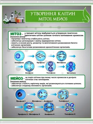 Митоз и мейоз