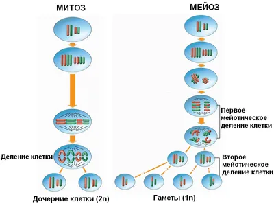 Барельєфна модель \"Схема мітозу та мейозу\" - купити для кабінету біології -  Б1052