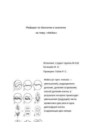 2.1.2. Нормальный кариотип человека в митозе и мейозе [1989 Фогель Ф.,  Мотульски А.Г. - Генетика человека. В 3-х т. Том 1]