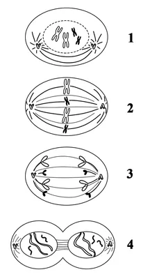 Шаг 1 – Лекция 6. Мейоз – Stepik