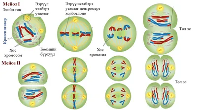 Мейоз и амитоз доклад по биологии | Упражнения и задачи Биология | Docsity