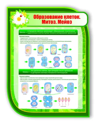 МИТОЗ И МЕЙОЗ - онлайн-пазл