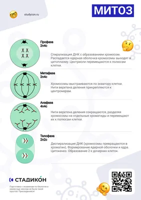 СӨБ | Хичээл | Биологи 9 | Эсийн мейоз хуваагдлын дүнд бэлгийн эсийн  хромосомын тоо цөөрдөг болохыг бүдүүвчээр илэрхийлэх.