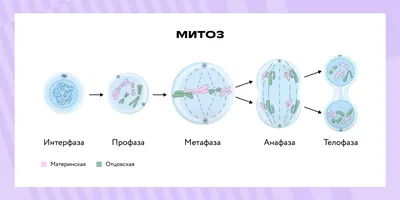 Препараты «Митоз», «Мейоз»