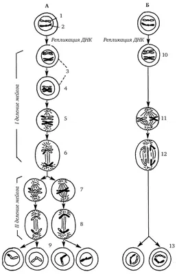 Деление клеток: митоз, мейоз, бинарное деление надвое, амитоз. | СтадикÓн -  онлайн школа | ОГЭ | ЕГЭ | Дзен