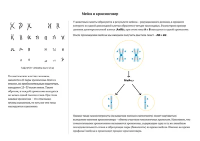 Сравнительная таблица по теме: \"Мейоз и митоз\" | Шпаргалки Биология |  Docsity