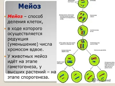 Исследование мейоза сперматозоидов