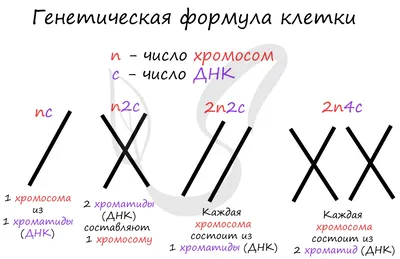 ФО Мейоз online exercise for | Live Worksheets