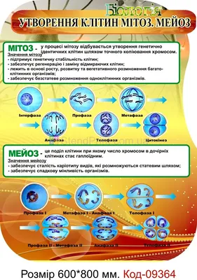 Митоз и Мейоз | Уроки биологии, Биология, Биохимия