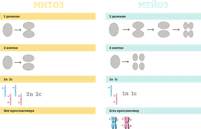 Мейоз под микроскопом | Пикабу