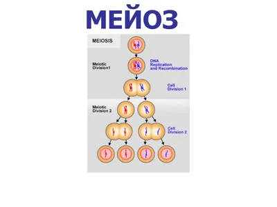 Демонстрационная модель \"Деление клетки: митоз и мейоз\", МОДЕЛИ ОБЪЕМНЫЕ  купить