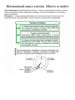 МИТОЗ И МЕЙОЗ - онлайн-пазл