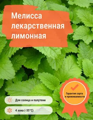 LEMON MELISS 50G - LEKRASET (Melissa)( мелисса) buy 2,30 € with delivery  all over Europe at Vitateka.ee