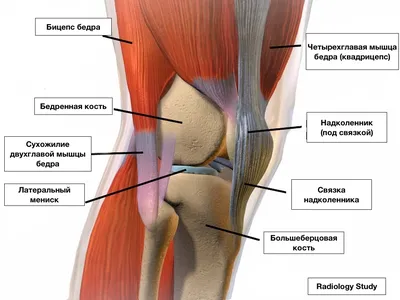 Мениски — анатомия — 24Radiology.ru