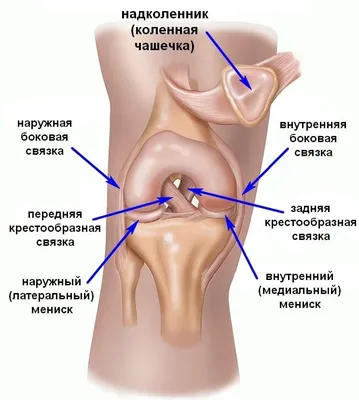 Восстановление мениска артроскопическим методом, операция на мениске |  ortoped-klinik.com