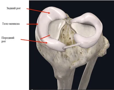 Повреждение мениска коленного сустава. Что делать массажисту?. Статьи от  Академии - ТТ