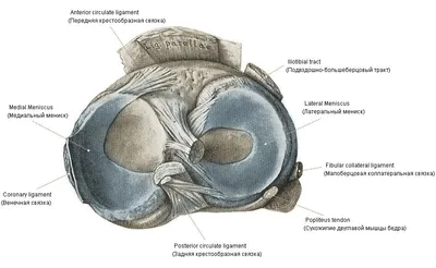 Вся правда о мениске - drvitushko.ru