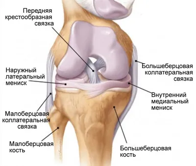 Анатомия колена Векторное изображение ©Pikovit 496162064