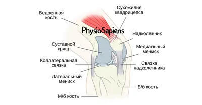 Развертка Orthopedics рентгеновского снимка тягостной травмы ноги мениска  колена Стоковое Фото - изображение насчитывающей пациент, голень: 55003992