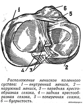 Фиксатор колена при разрыве мениска — Статьи — Официальный сайт Интекс