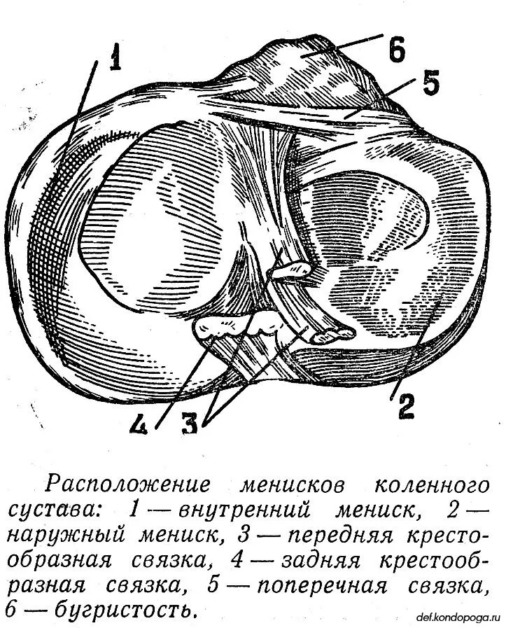 Внутренний и наружный менисков. Мениски коленного сустава анатомия. Коленный сустав строение мениск. Расположение менисков в коленном суставе. Строение мениска коленного сустава анатомия.