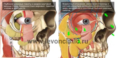 Как по лицу понять, что у вас проблемы с почками. 9 ноября 2022 г.  Кубанские новости