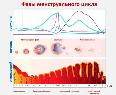 Ходить в бассейн и заниматься сексом: что на самом деле можно и нельзя во  время месячных - Лайфхакер