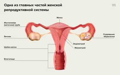 В Сети появился нереально крутой ролик о месячных, и его стоит посмотреть  каждому