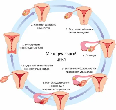 Как понять, что скоро месячные