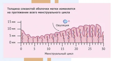 Менструация — Википедия