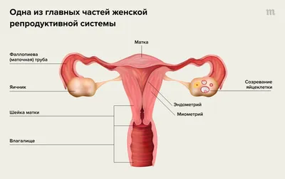 Эндометрит: симптомы и лечение у женщин - признаки и причины эндометрита  матки