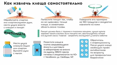 Исследование клеща на инфекции, правила подготовки к сдаче анализа,  расшифровка результатов и показатели нормы.