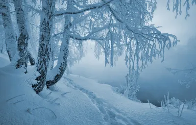 Метель.. Фотограф Тамара