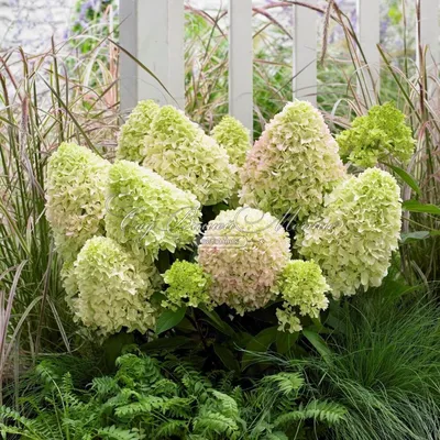 Гортензия метельчатая (Hydrangea paniculata `Skyfall`) - Гортензия  метельчатая - Кустарники - Каталог - LESKOVO-PITOMNIK.ru