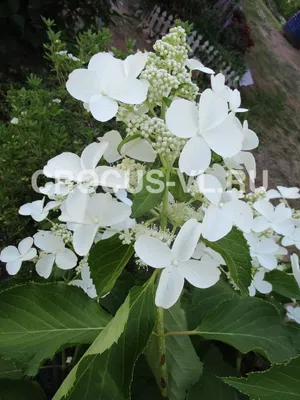 Гортензия метельчатая \"Литл Лайм\" (Hydrangea paniculata \"Little Lime\") |  \"Кедр\" Питомник растений в СПб