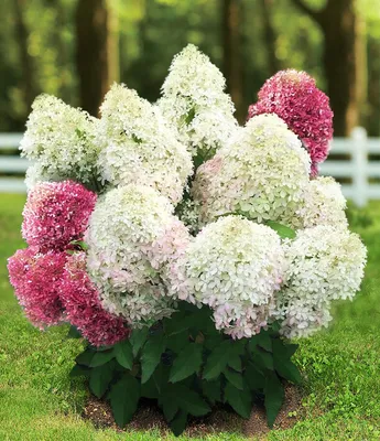 Гортензия метельчатая Саммер Лав Hydrangea paniculata Summer Love - купить  декоративные и хвойные растения с доставкой по Украине в магазине Добродар