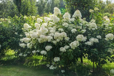 Гортензия метельчатая Геркулес (Hydrangea paniculata) , гортензии ,  гортензия - Экзотик Флора