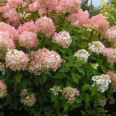 Гортензия метельчатая (Hydrangea paniculata `Little Love`) - Гортензия  метельчатая - Кустарники - Каталог - LESKOVO-PITOMNIK.ru