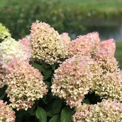 Гортензия метельчатая Grandiflora, купить саженцы в Перми, цена - питомник  «Анютины Глазки»