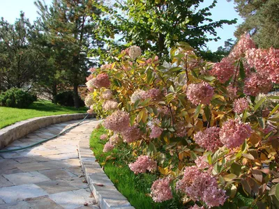 Гортензия метельчатая Ванилла Фрейз (Ванильно-Клубничная) (hydrangea  paniculata vanille fraise, Vanilla Strawberry)