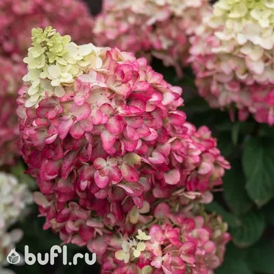 Гортензия метельчатая \"Грандифлора\" (Hydrangea paniculata Grandiflora) -  Лиственные растения весна 2024 года - купить лиственные растения спирея,  кизильник, барбарис, лапчатка.