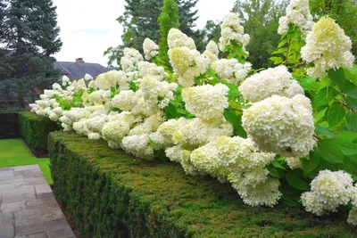 Купить Гортензия метельчатая \"Жемчужина Фестиваля\" - Hydrangea pan. Perle  de Festival - в питомнике Флорини