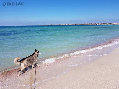 Межводное — курортное село в Черноморском районе Крыма (Тарханкут) —  путеводитель по отдыху в Крыму