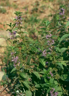 Мята болотная (Mentha pulegium) - Мята болотная - Мята - Многолетние цветы  - Библиотека - LESKOVO-PITOMNIK.ru