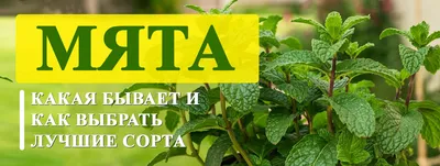 🌱 Мята перечная Шоколадная по цене от 300 руб: саженцы, рассада,  крупномеры - купить в Москве с доставкой - интернет-магазин Все Сорта