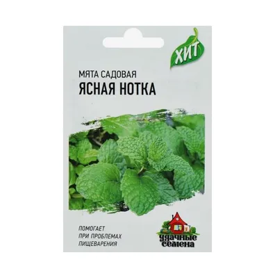 Mentha suaveolens, Мята яблочная|landshaft.info