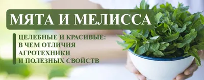 Ресторан Мята Платинум (Мята Platinum) на Грузинском Валу (м. Белорусская):  меню и цены, отзывы, адрес и фото - официальная страница на сайте - ТоМесто  Москва